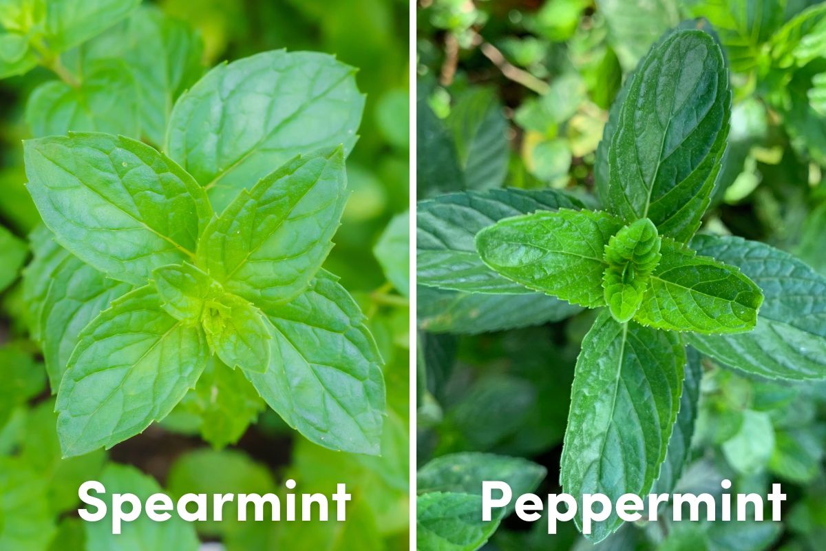 How to Grow Mint from Seed The Seed Collection